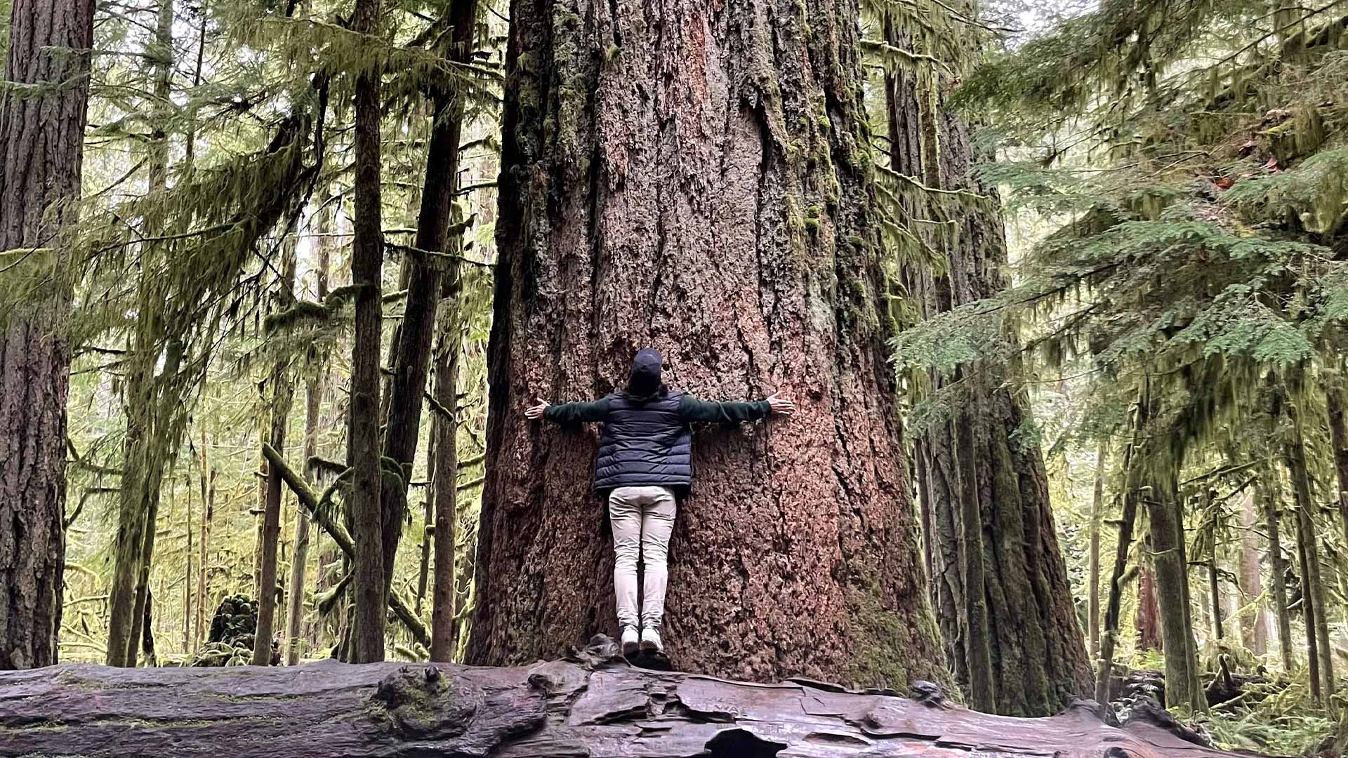 Baum umarmen Baum umarmen